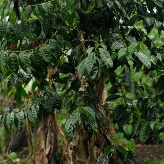 Papua Nowa Gwinea Ainora Specialty Coffee