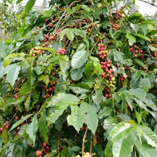 Papua Nowa Gwinea Ainora Specialty Coffee