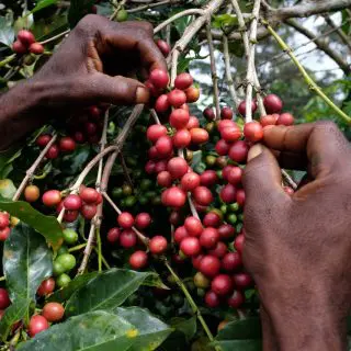 Papua Nowa Gwinea Ainora Specialty Coffee