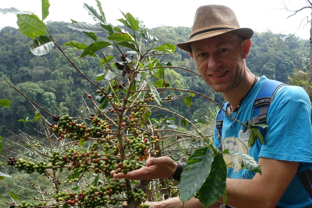 Z wizytą u plantatora kawy w Tajlandii - kawowiec