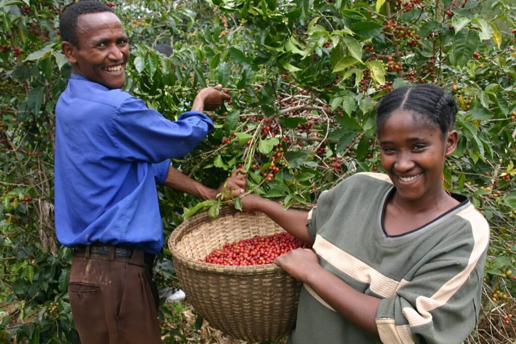 Zbiory kawy Etiopia