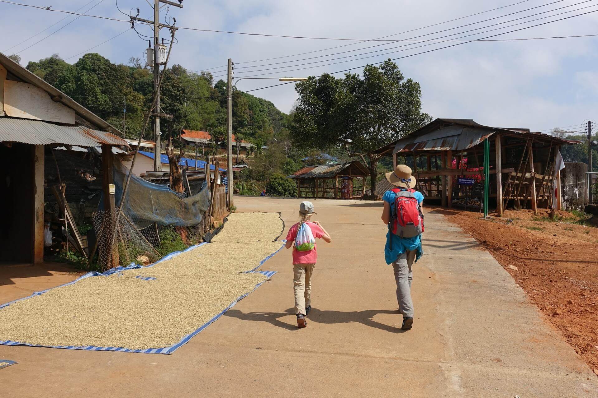 Wandering among coffee farmers in northern Thailand
