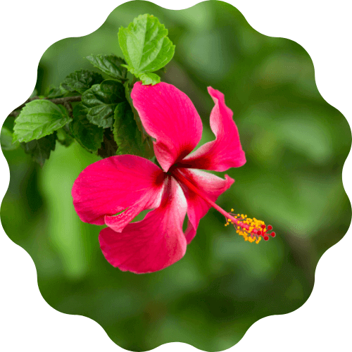 Hibiskus