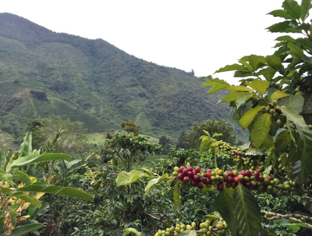 Kawa z Kolumbii Finca Los Alpes