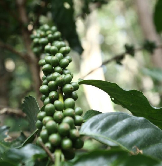 Owoce kawowca w Indiach